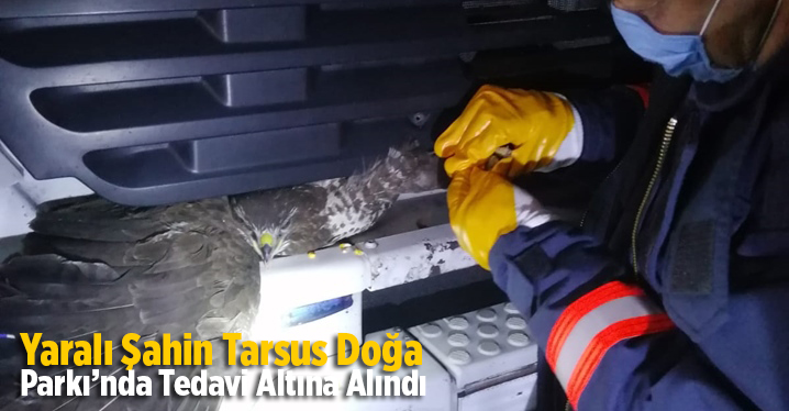 Yaralı Şahin Tarsus Doğa Parkı&rsquo;nda Tedavi Altına Alındı
