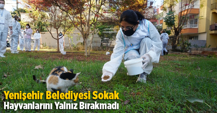 Yenişehir Belediyesi Sokak Hayvanlarını Yalnız Bırakmadı