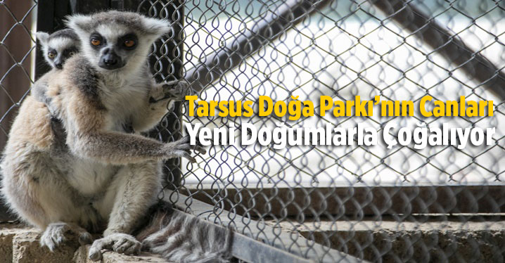 Tarsus Doğa Parkı&rsquo;nın Canları Yeni Doğumlarla &Ccedil;oğalıyor