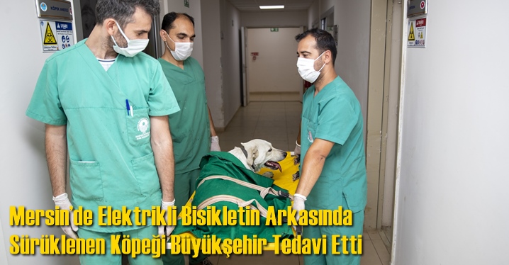 Mersin&rsquo;de Elektrikli Bisikletin Arkasında S&uuml;r&uuml;klenen K&ouml;peği B&uuml;y&uuml;kşehir Tedavi Etti