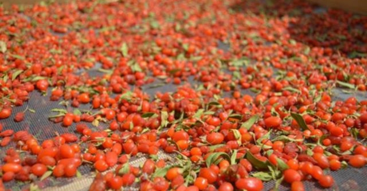 Arkadaş tavsiyesiyle ektiği 'goji berry' meyvesini, kilosu 100 liradan Avrupa'ya ihra&ccedil; ediyor
