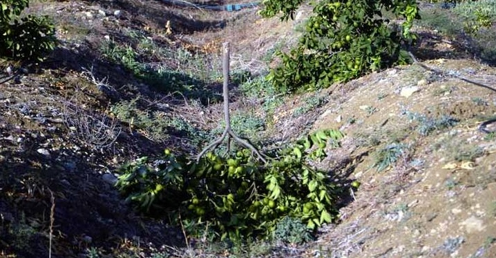 Mersin'de Limon Bahçesindeki 600 Ağacı Kökünden Kestiler