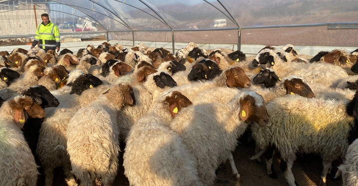 Ağıl Yaptılar, Hayvanları Soğuktan Kurtardılar