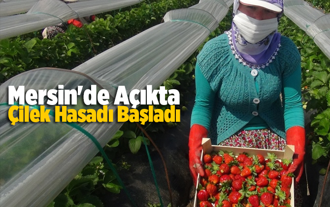 Mersin'de a&ccedil;ıkta &ccedil;ilek hasadı başladı