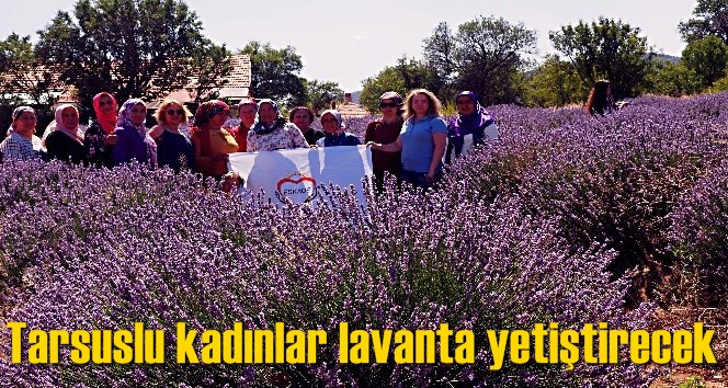 Tarsuslu kadınlar lavanta yetiştirecek