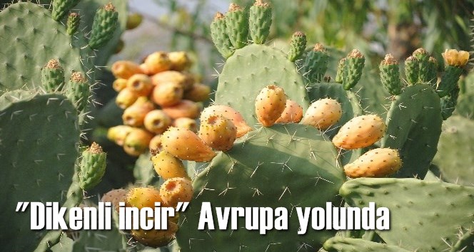 "Dikenli incir" Avrupa yolunda