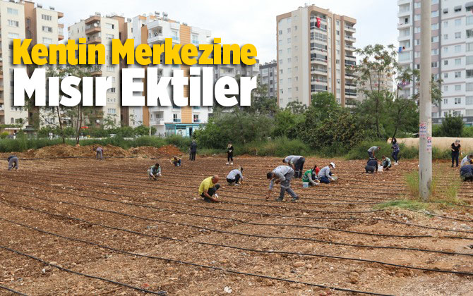 Kentin Merkezine Mısır Ektiler