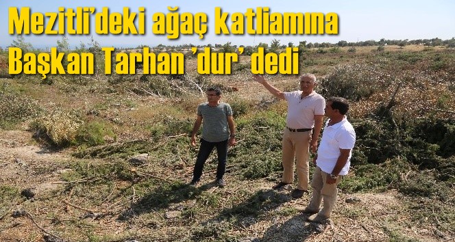 Mezitli&rsquo;deki ağa&ccedil; katliamına Başkan Tarhan &rsquo;dur&rsquo; dedi