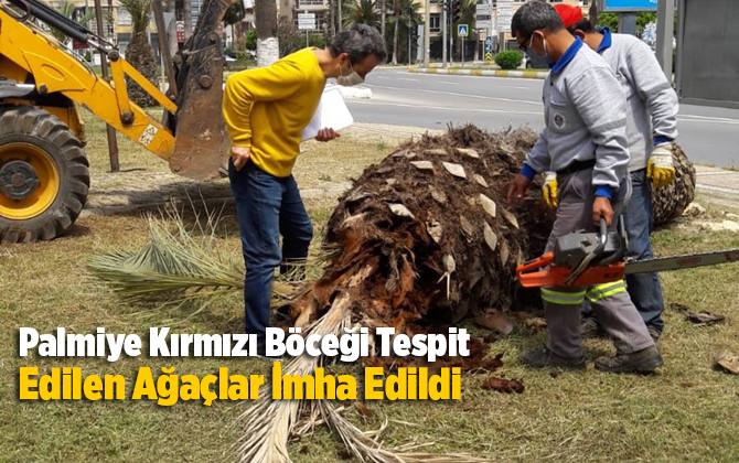 Yenişehir&rsquo;de Palmiye Kırmızı B&ouml;ceği Tespit Edilen Ağa&ccedil;lar İmha Edildi