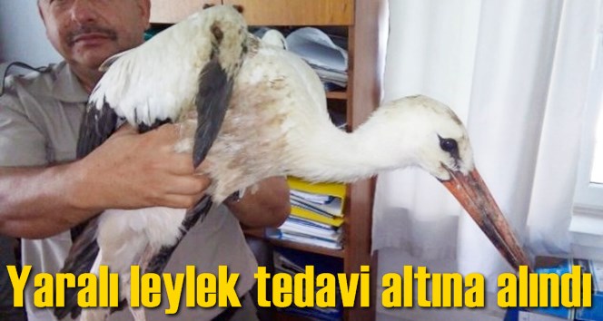 Yaralı leylek tedavi altına alındı
