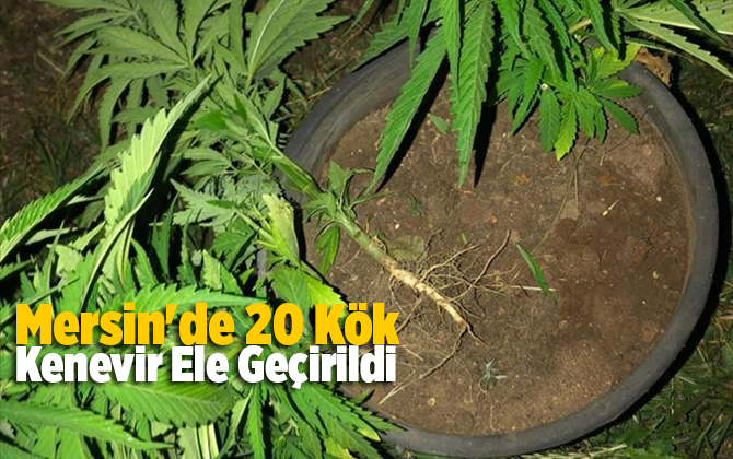 Mersin'de 20 k&ouml;k kenevir ele ge&ccedil;irildi