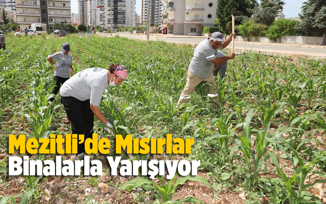 Mısırlar Binalarla Yarışıyor 