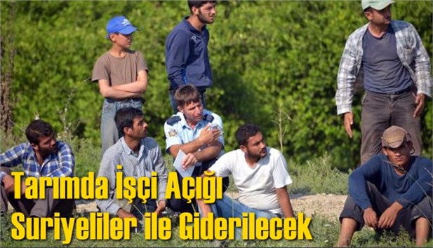Tarımda İş&ccedil;i A&ccedil;ığı Suriyeliler ile Giderilecek