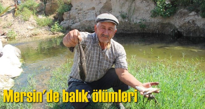 Mersin'de balık &ouml;l&uuml;mleri