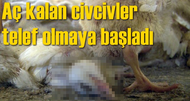A&ccedil; kalan civcivler telef olmaya başladı