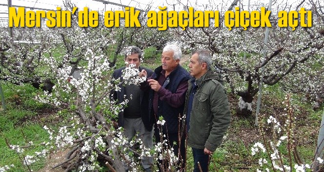 Mersin'de erik ağa&ccedil;ları &ccedil;i&ccedil;ek a&ccedil;tı