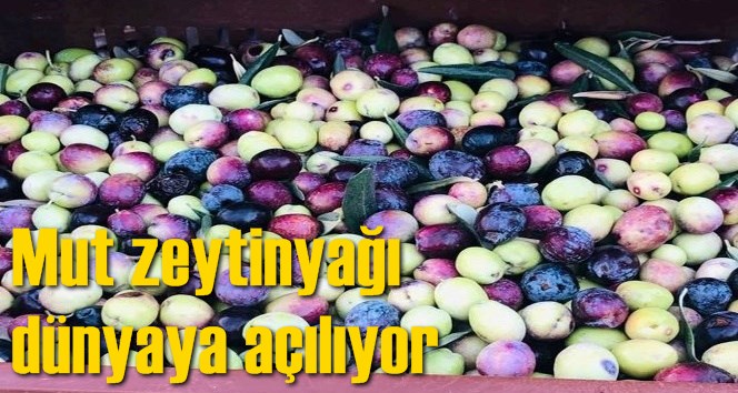 Mut zeytinyağı d&uuml;nyaya a&ccedil;ılıyor