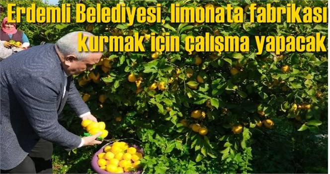 Erdemli Belediyesi, limonata fabrikası kurmak i&ccedil;in &ccedil;alışma yapacak