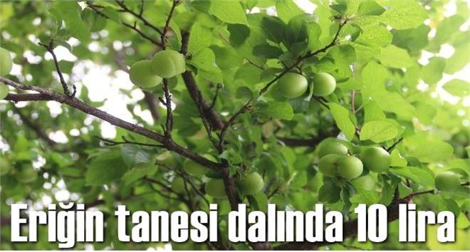 Eriğin tanesi dalında 10 lira