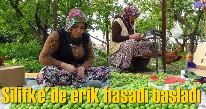 Silifke'de erik hasadı başladı
