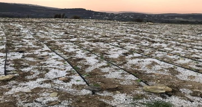 Erdemli'de dolunun zararı yaklaşık 2,5 milyon lira
