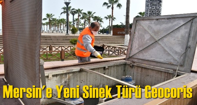 B&uuml;y&uuml;kşehir, Mersin'de ilk kez g&ouml;r&uuml;len Geocoris sinek t&uuml;r&uuml;ne karşı etkin m&uuml;cadele başlattı