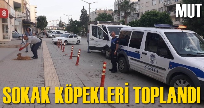 Mut'ta başıboş sokak k&ouml;pekleri toplanıyor