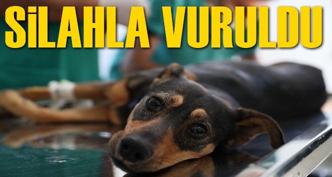 Silahla vurulan ve trafik kazası ge&ccedil;iren iki k&ouml;peğe Mersin B&uuml;y&uuml;kşehir Belediyesi sahip &ccedil;ıktı