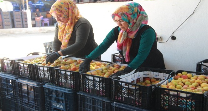 Kayısı 20 liradan 1 liraya d&uuml;şt&uuml;