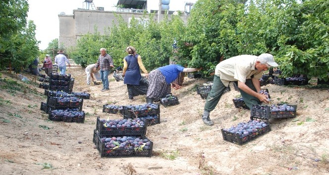 Hobi olarak başladığı Japon eriğinden 120 ton &uuml;r&uuml;n elde etti