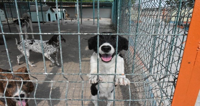Tarsus'taki k&ouml;pek bakım ve ıslah evinde tadilat yapıldı