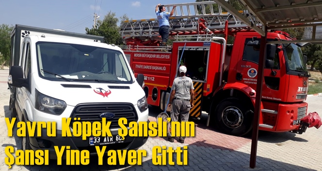 Su Kanalına &Uuml;&ccedil;&uuml;nc&uuml; Kez D&uuml;şen Yavru K&ouml;pek Şanslı&rsquo;nın Şansı Yine Yaver Gitti