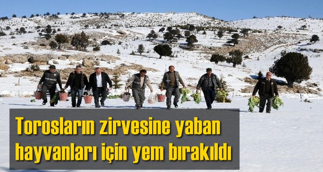 Mersin'de Torosların zirvesine yaban hayvanları i&ccedil;in yem bırakıldı
