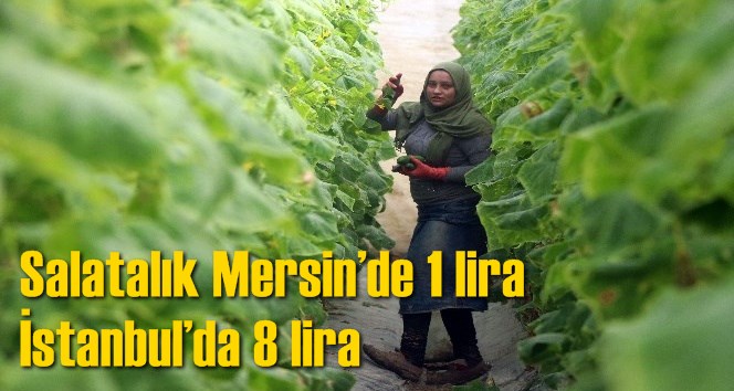 Salatalık Mersin&rsquo;de 1 lira İstanbul&rsquo;da 8 lira
