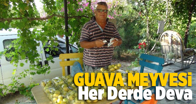 Guava Meyvesinin Kilosu 6 Lira, Her Derde Deva