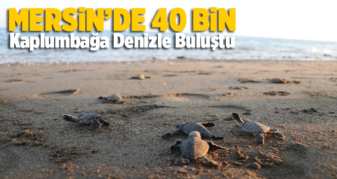 Mersin sahillerinde 40 binin &uuml;zerinde yavru kaplumbağa denizle buluştu