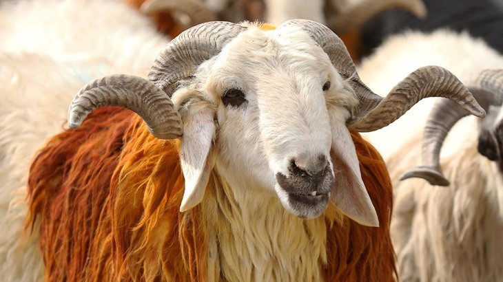 Bayram Tatili Kaç Gün? Türkiye'de Bayram Tatilleri